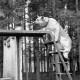 ARH NL Dierssen 1020/0017, Abrichteanstalt - Hund auf Güterwagentreppe, Hasperde