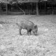 Archiv der Region Hannover, ARH NL Dierssen 1024/0019, Wildschweine im Saupark