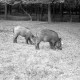 Archiv der Region Hannover, ARH NL Dierssen 1024/0020, Wildschweine im Saupark