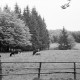 Archiv der Region Hannover, ARH NL Dierssen 1028/0016, Kühe auf der Weide im Osterwald