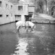 Archiv der Region Hannover, ARH NL Dierssen 1036/0023, Pferde im Mühlenlook mit Wehr und Turbinenanbau im Hintergrund, Rössing
