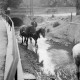 ARH NL Dierssen 1036/0025, Ackerpferde werden im Kolk unterhalb des Weges der Mühle gesäubert, Rössing