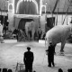 Archiv der Region Hannover, ARH NL Dierssen 1178/0001, Elefanten im Cirkus Busch aus Berlin, Seesen