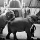 Archiv der Region Hannover, ARH NL Dierssen 1178/0004, Elefanten im Cirkus Busch aus Berlin, Seesen