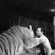 Archiv der Region Hannover, ARH NL Dierssen 1178/0007, "Tarzan mit Tiger" im Cirkus Busch aus Berlin, Seesen