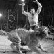 ARH NL Dierssen 1178/0008, "Tarzan mit Tiger" im Cirkus Busch aus Berlin, Seesen