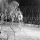 Archiv der Region Hannover, ARH NL Dierssen 1178/0009, "Tarzan mit Tiger" im Cirkus Busch aus Berlin, Seesen
