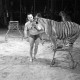 Archiv der Region Hannover, ARH NL Dierssen 1178/0011, "Tarzan mit Tiger" im Cirkus Busch aus Berlin, Seesen