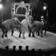 Archiv der Region Hannover, ARH NL Dierssen 1178/0014, Elefanten im Cirkus Busch aus Berlin, Seesen