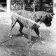 ARH NL Dierssen 1204/0010, Hund "Bobby" von Mensenkamp mit Wasserstrahl, Springe