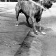 ARH NL Dierssen 1204/0013, Hund "Bobby" von Mensenkamp mit Wasserstrahl, Springe