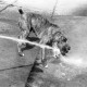 Archiv der Region Hannover, ARH NL Dierssen 1204/0014, Hund "Bobby" von Mensenkamp mit Wasserstrahl, Springe