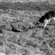 Archiv der Region Hannover, ARH NL Dierssen 1209/0027, Brauchbarkeitsprüfung für Hunde-Wettkämpfe, Hasperde