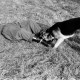 ARH NL Dierssen 1209/0028, Brauchbarkeitsprüfung für Hunde-Wettkämpfe, Hasperde