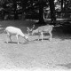 Archiv der Region Hannover, ARH NL Dierssen 1248/0002, Weißer Damhirsch im Wisentgehege, Springe