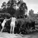 ARH NL Dierssen 1258/0018, Königssprung beim Polizei-Sportfest, Hannover