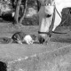 ARH NL Dierssen 1267/0003, Katze und Pferd bei der Rennbahn, Hannover