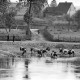 ARH NL Dierssen 1278/0001, Kühe baden in der Weser, Bodenwerder