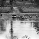 Archiv der Region Hannover, ARH NL Dierssen 1278/0002, Kühe baden in der Weser, Bodenwerder