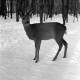 Archiv der Region Hannover, ARH NL Dierssen 1301/0028, Tiergarten: Wild im Schnee, Kirchrode