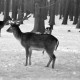 ARH NL Dierssen 1301/0034, Tiergarten: Wild im Schnee, Kirchrode