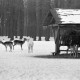 Archiv der Region Hannover, ARH NL Dierssen 1302/0001, Tiergarten: Wild im Schnee, Kirchrode