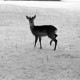 Archiv der Region Hannover, ARH NL Dierssen 1302/0004, Tiergarten: Wild im Schnee, Kirchrode