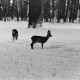 Archiv der Region Hannover, ARH NL Dierssen 1302/0006, Tiergarten: Wild im Schnee, Kirchrode