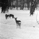 Archiv der Region Hannover, ARH NL Dierssen 1302/0008, Tiergarten: Wild im Schnee, Kirchrode