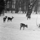 Archiv der Region Hannover, ARH NL Dierssen 1302/0009, Tiergarten: Wild im Schnee, Kirchrode