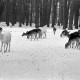 ARH NL Dierssen 1302/0011, Tiergarten: Wild im Schnee, Kirchrode