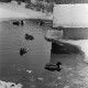 Archiv der Region Hannover, ARH NL Dierssen 1302/0013, Enten im zugefrorenen Teich (Stadthallengarten), Hannover