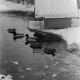Archiv der Region Hannover, ARH NL Dierssen 1302/0014, Enten im zugefrorenen Teich (Stadthallengarten), Hannover