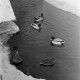 Archiv der Region Hannover, ARH NL Dierssen 1302/0017, Enten im zugefrorenen Teich (Stadthallengarten), Hannover