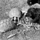 Archiv der Region Hannover, ARH NL Dierssen 1314/0023, Pudel-Farm mit Schildkröten, Fümmelse