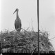 ARH NL Dierssen 1317/0018, Storch im Nest, Hagenburg