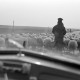 Archiv der Region Hannover, ARH NL Dierssen 1347/0033, Blick aus dem Wagen auf Schafe auf der Landstraße, Türkei