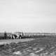 Archiv der Region Hannover, ARH NL Dierssen 1350/0019, Störche und Rinder mit Pflug auf einem Feld, Alexandroupoli