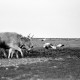 Archiv der Region Hannover, ARH NL Dierssen 1350/0022, Störche und Rinder mit Pflug auf einem Feld, Alexandroupoli