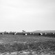 Archiv der Region Hannover, ARH NL Dierssen 1350/0024, Störche auf einem Feld, Alexandroupoli