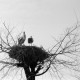 Archiv der Region Hannover, ARH NL Dierssen 1350/0030, Störche im Nest auf einem Baum, Komotini