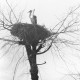 Archiv der Region Hannover, ARH NL Dierssen 1350/0031, Störche im Nest auf einem Baum, Komotini