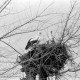 Archiv der Region Hannover, ARH NL Dierssen 1353/0028, Störche im Nest auf einem Baum, Komotini