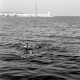 Archiv der Region Hannover, ARH NL Dierssen 1363/0026, Tour d'Europe: Männer baden im Hafen, Monte-Carlo