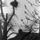 ARH NL Dierssen 1382/0026, Storch im Nest, Luthe