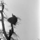 ARH NL Dierssen 1382/0027, Storch im Nest, Luthe