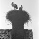 ARH NL Dierssen 1383/0001, Störche im Nest, Luthe
