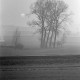 Archiv der Region Hannover, ARH NL Dierssen 1383/0006, Bäume im Nebel, Stadthagen