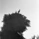 Archiv der Region Hannover, ARH NL Dierssen 1393/0023, Störche im Nest auf einem Baum
