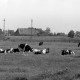 Archiv der Region Hannover, ARH NL Dierssen 1393/0029, Kühe auf der Weide, Stotel